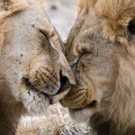 wilderness-safari-2
