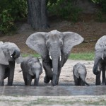 wilderness-safari-3