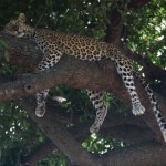 wilderness-safari-4
