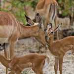 wilderness-safari-5