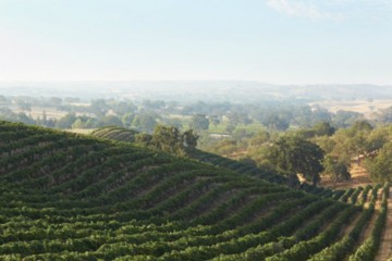 Photos provided courtesy of the Paso Robles Wine Country Alliance and Dusi Vineyard.