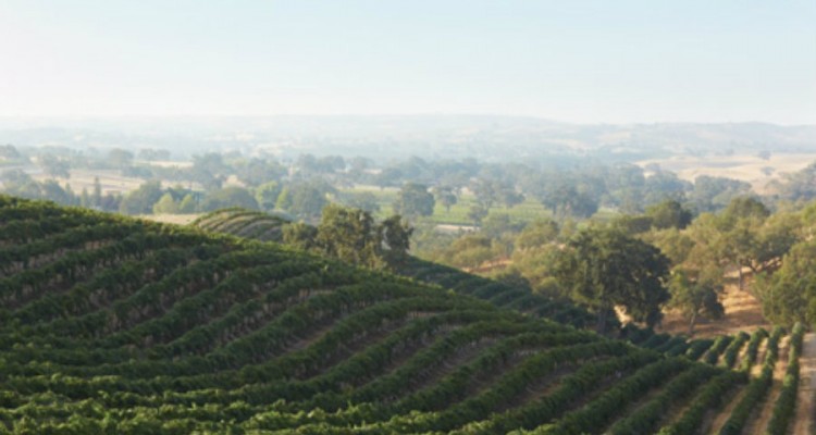 Photos provided courtesy of the Paso Robles Wine Country Alliance and Dusi Vineyard.