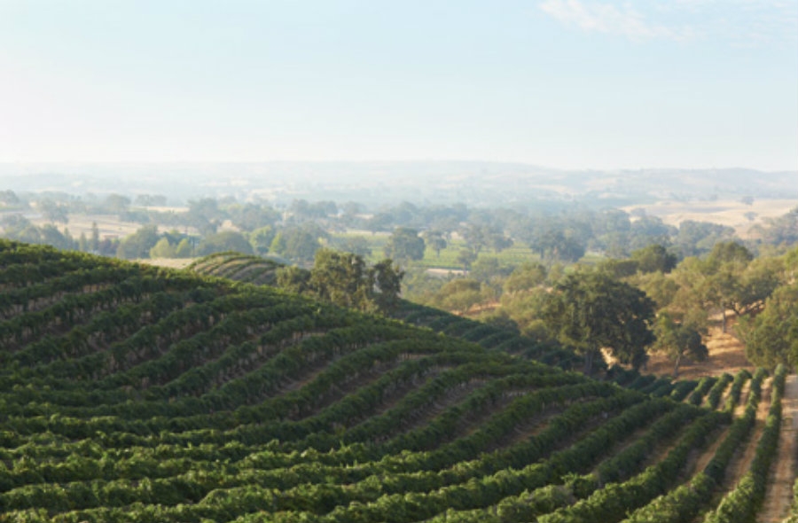 Photos provided courtesy of the Paso Robles Wine Country Alliance and Dusi Vineyard.