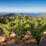 wines-of-bandol-from-the-cote-d-azur-5