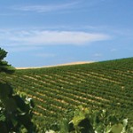 header_vineyards