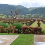 bell_wine_cellars_vineyard