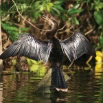 Anhinga---Photo-Credit-James-Batt