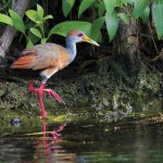 Grey-necked-Wood-Rail---Photo-by-James-Batt-copy