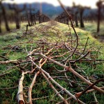 winter-wonders-napa-2