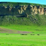 a_Wild-Horse-Ranch-DSC9979HorseCliff