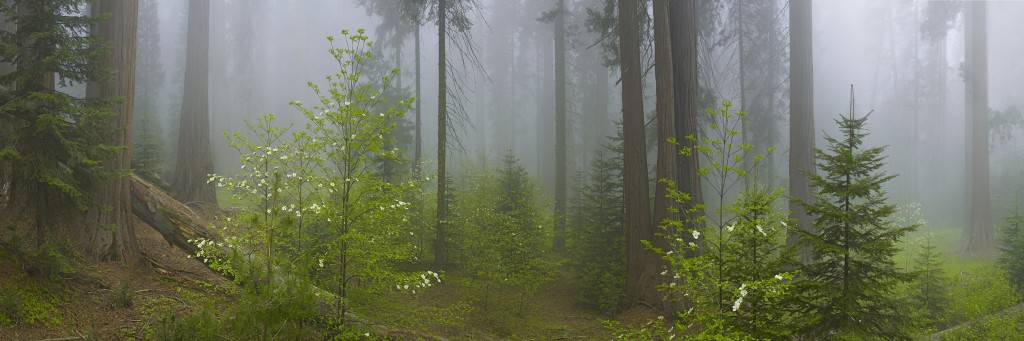 Amulet Of The Forest