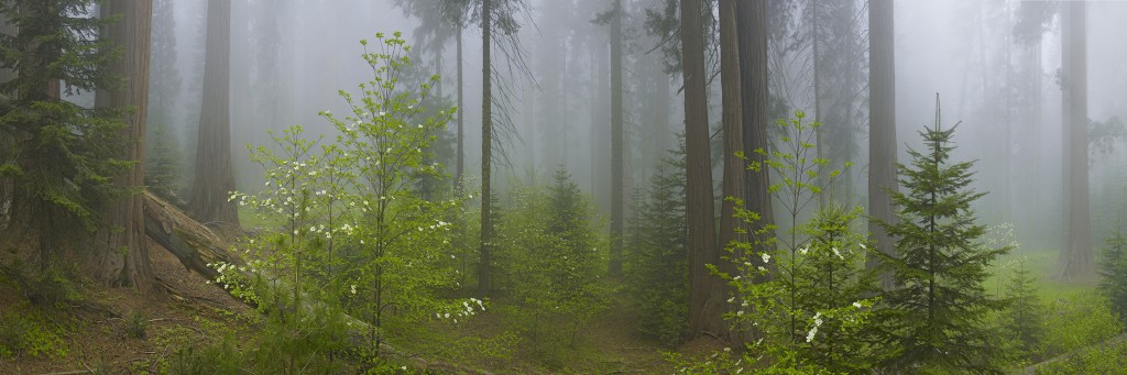 Amulet Of The Forest