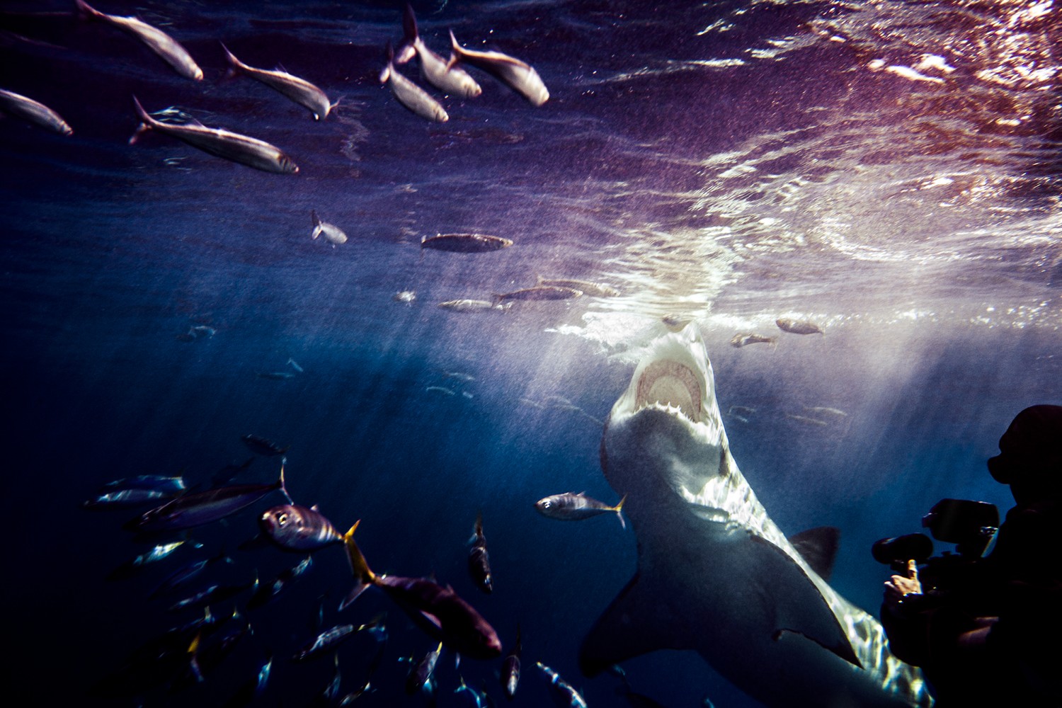 SHARKS. Face-to-Face with the Ocean's Endangered Predator