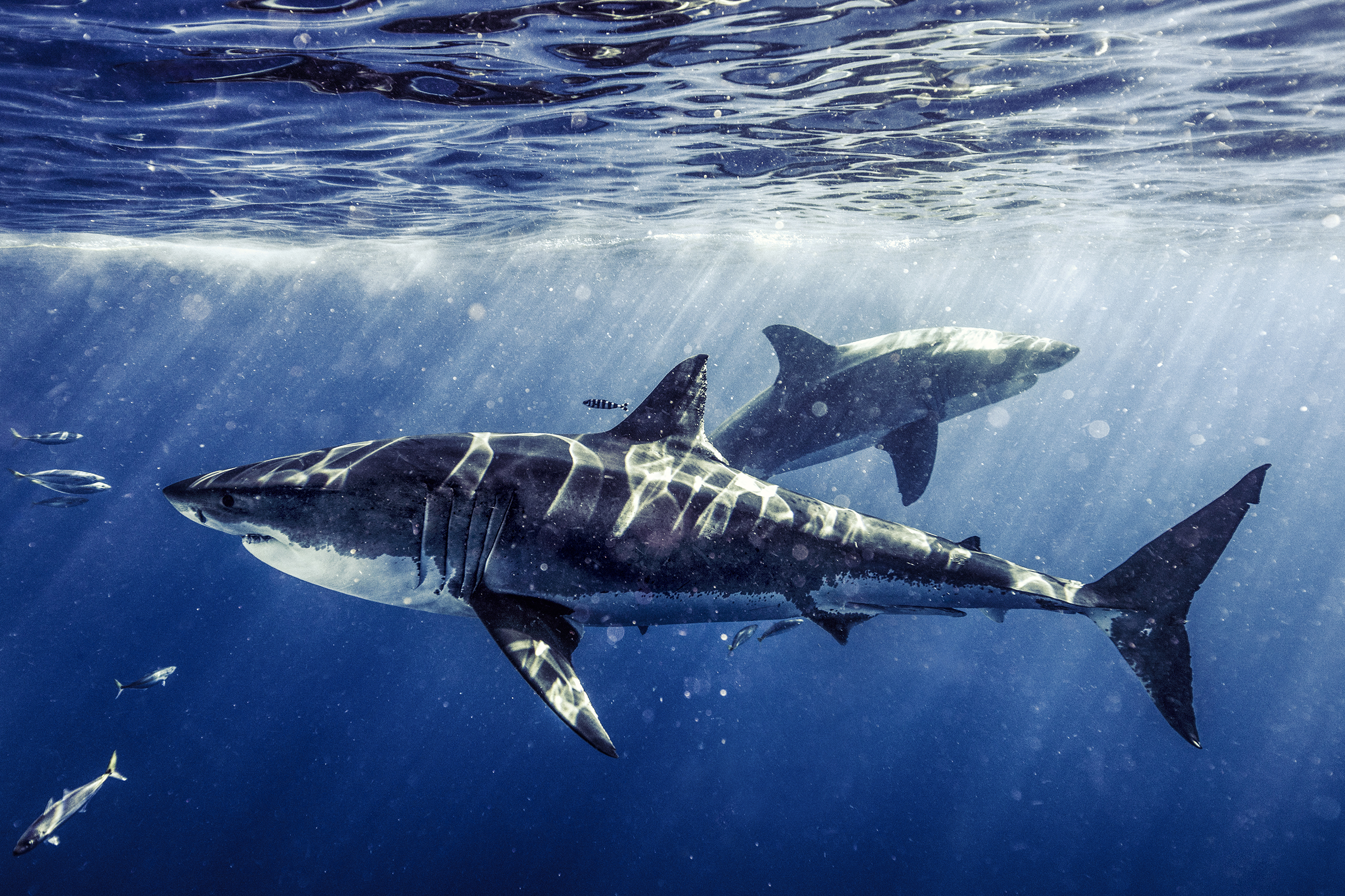 SHARKS. Face-to-Face with the Ocean's Endangered Predator