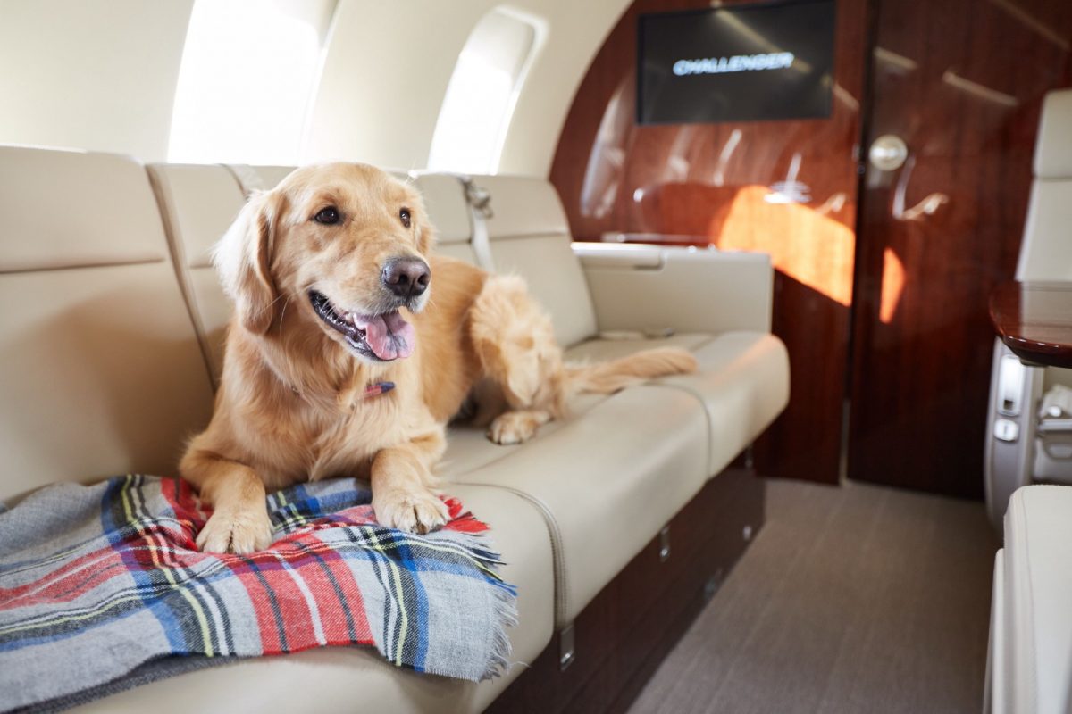 pet travel by air cost