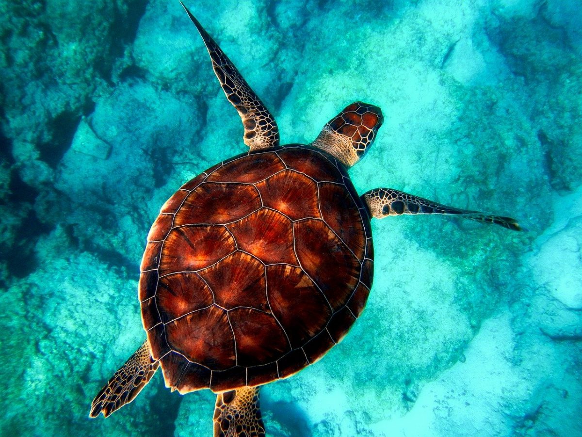 Wildlife Landing: Endangered Sea Turtles Visit Maldives Resort to Nest