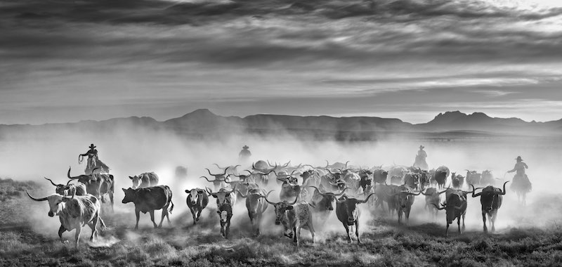 The Thundering Herd: Texas, USA - 2021