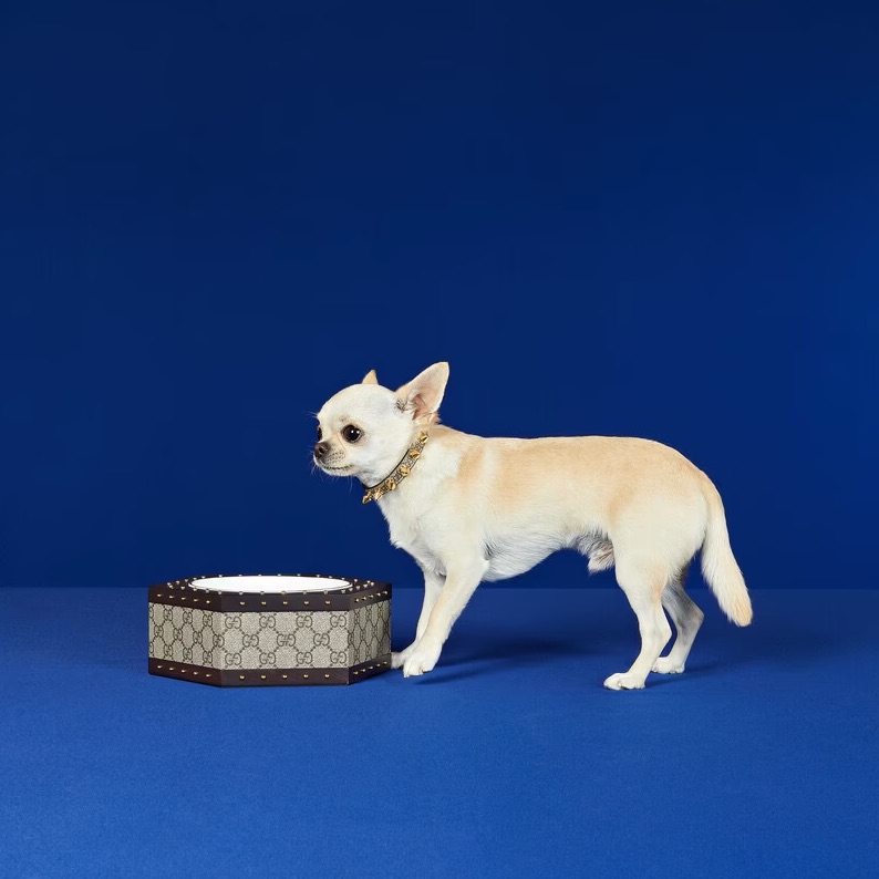 Gucci Pet Collection: The Luxury Brand Unveils New Line For Pets