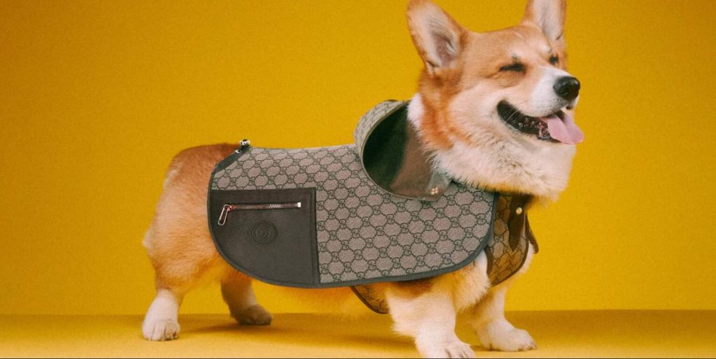 Furry Fashion: Gucci Debuts Chic New Clothing Line for Pets