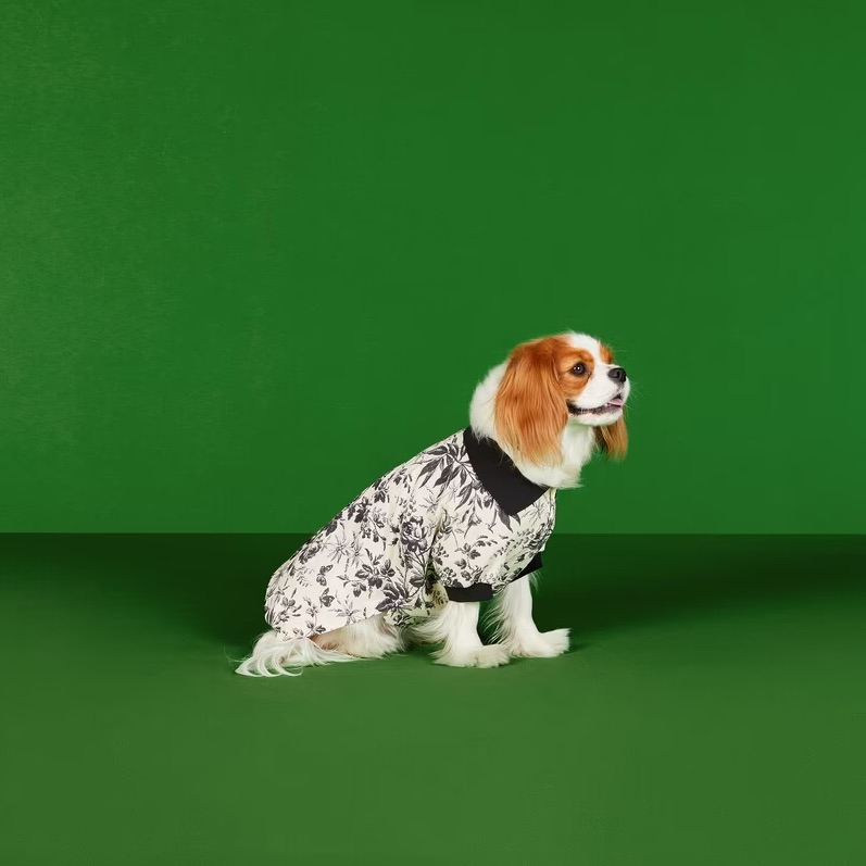 Gucci Unveils New Pet Collection of Collars, Bowls + More, Photos