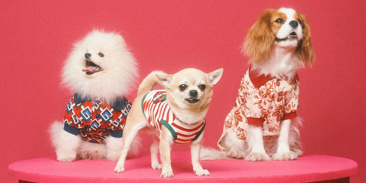 Furry Fashion: Gucci Debuts Chic New Clothing Line for Pets