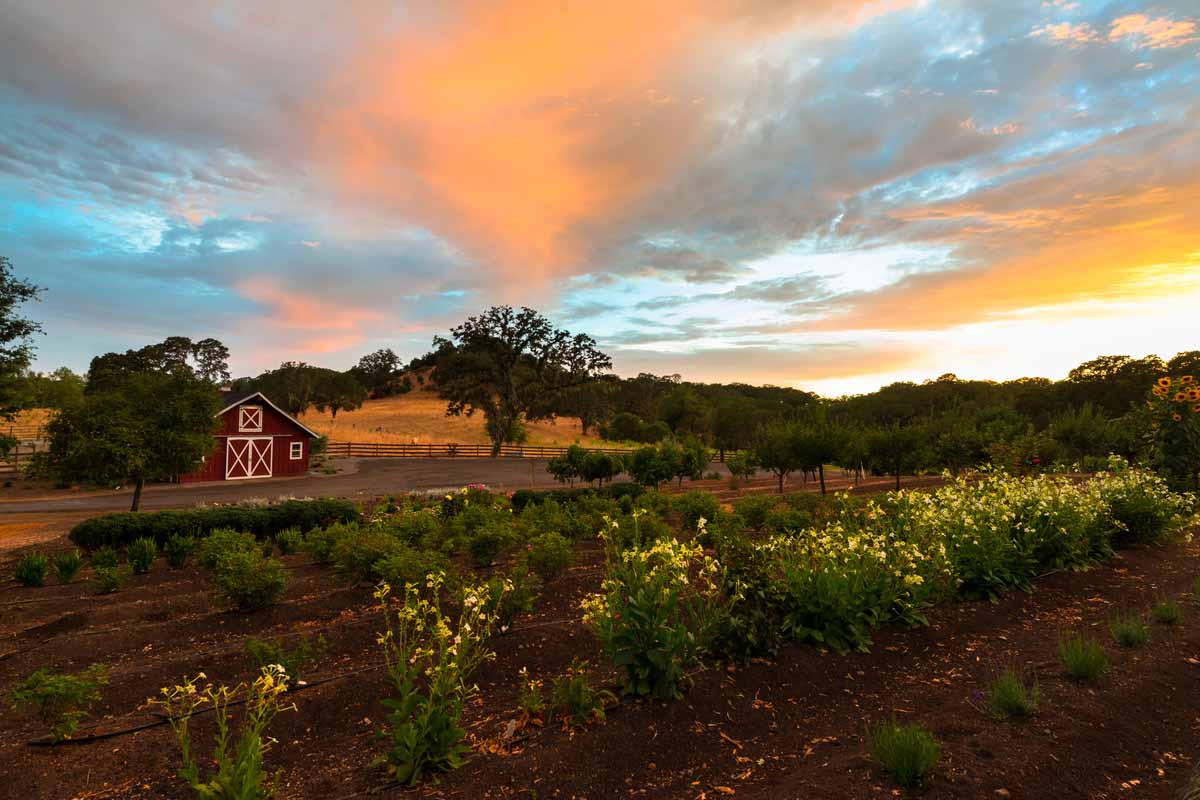 Jordan Vineyard & Winery Barnyard at Sunset