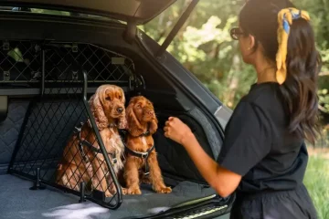 Bently Pet accessories - 1