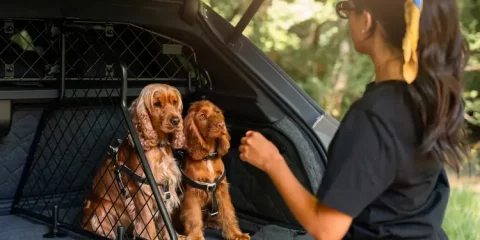 Bently Pet accessories - 1